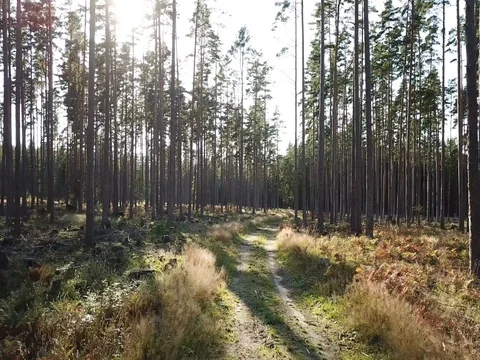 Aerial Shot Of PIne Forest Stock Footage 80334959