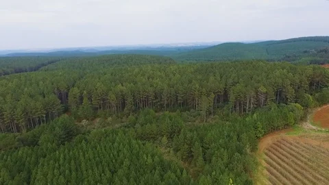 Aerial shot Pine Forest 库存影片 94003119