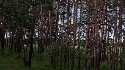 Aerial shot in the pine forest. Vidéo 112095716