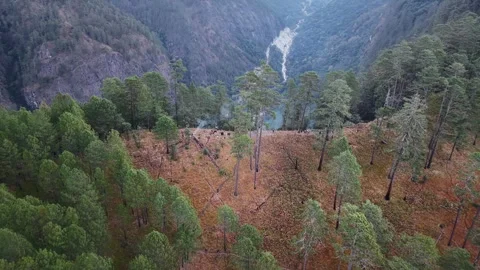 Aerial Shot of Pine Forest Landscape in Dong Valley Anini 스톡 동영상 331063585