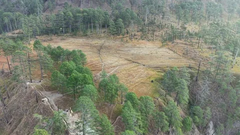 Aerial Shot of Pine Forest Landscape in Dong Valley Anini Stock Footage 331063592