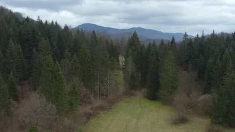 Aerial shot of a pine forest with mountains behind on a cloudy day, in Slovenia Stock Footage 229257983