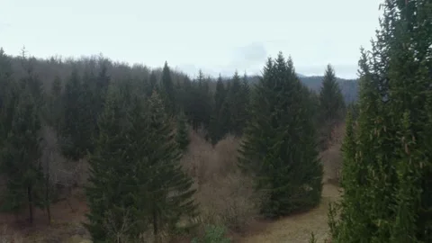 Aerial shot of a pine forest with mountains behind on a cloudy day, in Slovenia Stock Footage 229258704
