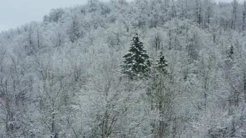 Aerial shot of a pine tree alone in a snowy forest in winter, in Slovenia Stock Footage 228828124