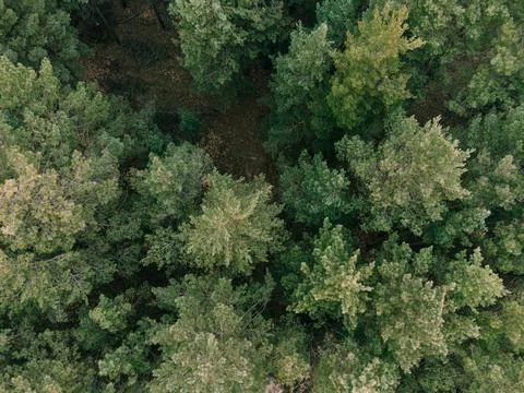 Aerial shot of pine tree forest. Ecology wonderlust background Stock Photos