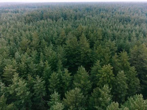 Aerial shot of pine tree forest. Ecology wonderlust background Stock Photos
