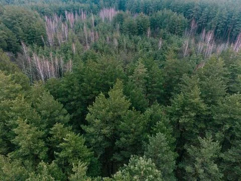 Aerial shot of pine tree forest. Ecology wonderlust background Stock Photos