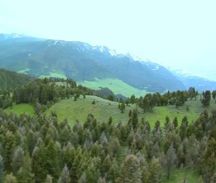 Aerial shot of pine trees and wildlife in mountains Stock Footage 21601285