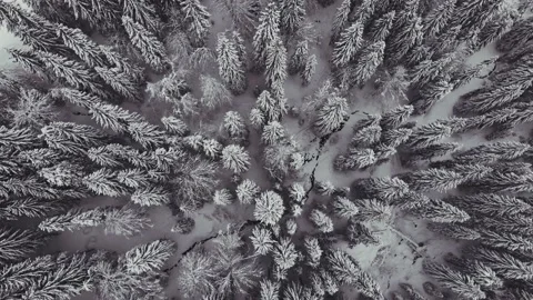 Aerial shot of pine trees covered with snow Stock Footage 146492160