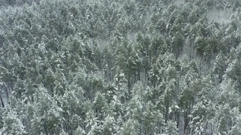 Aerial Shot. Pine Winter Forest Covered By Snow. Stock Footage 144543383