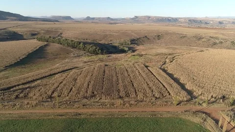 Aerial shot of planted fields of corn or maize Video stock 80457200