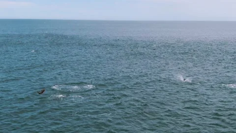 Aerial shot of playing dolphins Stockbeeldmateriaal 145456482