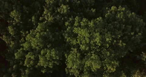 Aerial Shot Pull Out Forest Trees Stock Footage 160247768