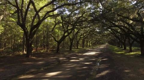 Aerial Shot Pulling Back on the Ancient Oak Trees of Wormsloe Plantation in Sava Stock Footage 57705734