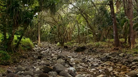 Aerial shot of rainforest stream, camera pulling back Stock Footage 108347169