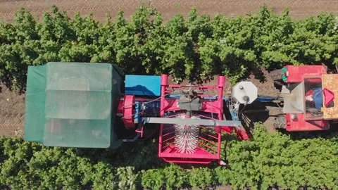 Aerial shot of a raspberry farm Stock Footage 171565070