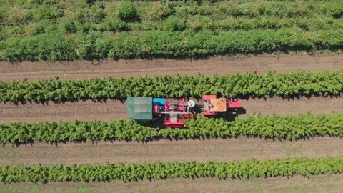 Aerial shot of a raspberry farm Stock Footage 171565094