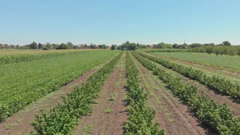 Aerial shot of a raspberry farm Stock Footage 171565166