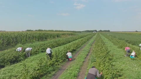 Aerial shot of a raspberry farm Stock Footage 171565219