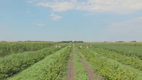 Aerial shot of a raspberry farm Stock Footage 171565222