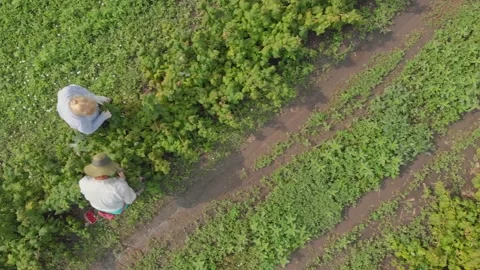 Aerial shot of a raspberry farm Stock Footage 171565340