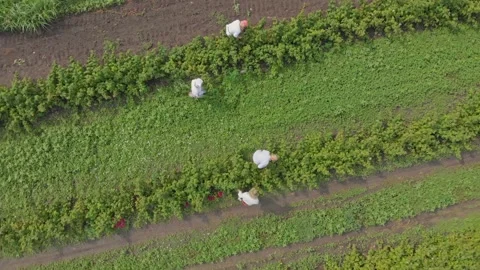 Aerial shot of a raspberry farm Stock Footage 171565415