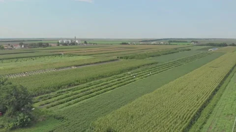 Aerial shot of a raspberry farm Stock Footage 171565462