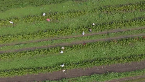 Aerial shot of a raspberry farm Stock Footage 171565464