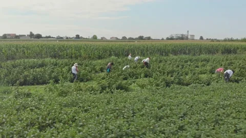 Aerial shot of a raspberry farm Stock Footage 171565588