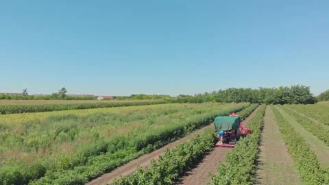 Aerial shot of a raspberry farm Stock Footage 171566196