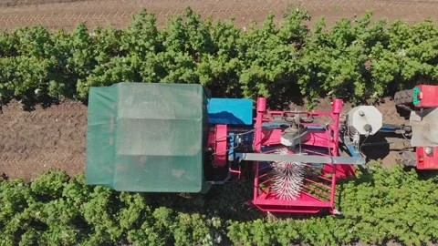 Aerial shot of a raspberry farm Stock Footage 171566237