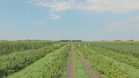 Aerial shot of raspberry farm Stock Footage 171566324