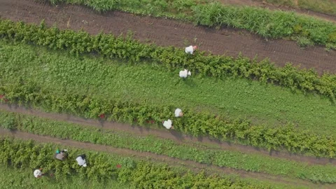 Aerial shot of raspberry farm Stock Footage 171566400