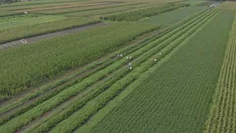 Aerial shot of raspberry farm Stock Footage 171566407
