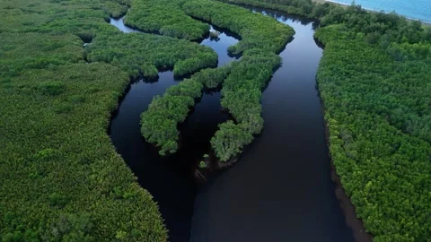 Aerial shot reveals a sinuous river through dense tropical mangrove forest. Stock Footage 337739265