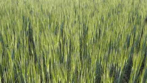 Aerial shot that revolves around a green wheat plantation in spring Stock Footage 240998349