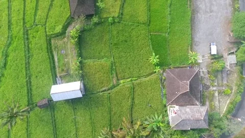 Aerial Shot of Rice Fields And Villages Stock Footage