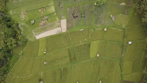 Aerial shot of rice fields , Bukit Putung,Bali,Indonesia Stock Footage 92791163