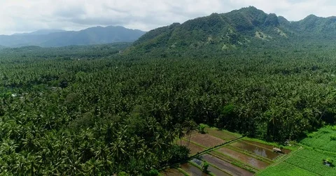 Aerial shot of rice fields covered with net, coconut trees around Stock Footage 81532169
