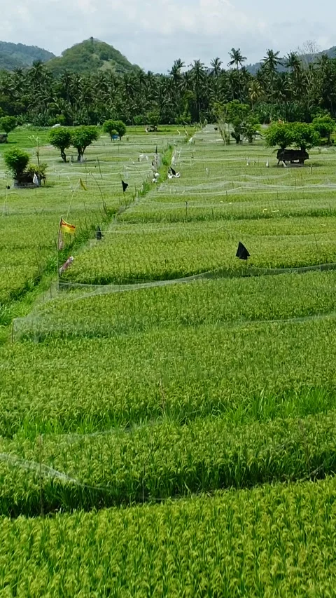 Aerial shot of rice fields covered with net, coconut trees around Stock-Footage 225570525