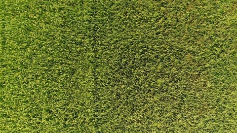 Aerial shot of rice fields Stock Footage 92154667