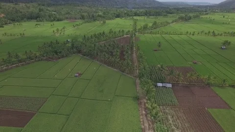 Aerial shot of rice fields lined by palms. Sulawesi, Indonesia Stock Footage 81704625