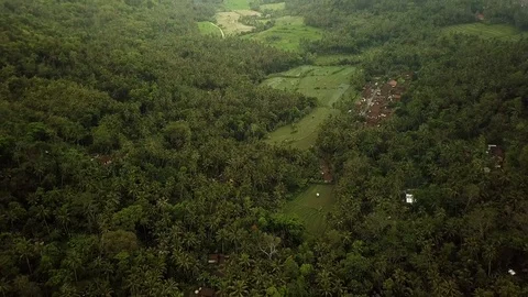 Aerial shot of rice fields in a mountain valley, Bukit Putung,Bali,Indonesia Stock Footage 92831958