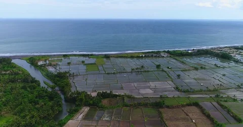 Aerial shot of rice fields next to the Tukad Petanu river Stock Footage 76973252