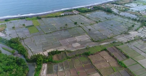 Aerial shot of rice fields next to the Tukad Petanu river 스톡 동영상 76973877