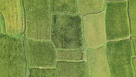 Aerial shot of rice fields, rectangles with rounded borders of irregular shape Stock Footage 196283697