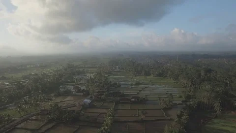Aerial shot of rice fields in Ubud Bali Stock Footage 79671035