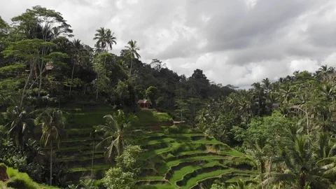 Aerial shot: rice fields, Ubud Stock Footage 119690171