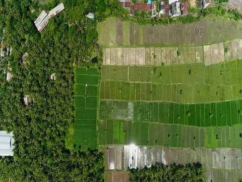 Aerial shot of rice fields at various stages from young to ready next to houses Video stock 81526736