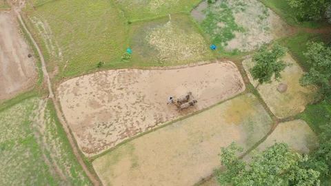 Aerial shot of a rice fields where Indian farmer is seen ploughing, India Stock Footage 115559546